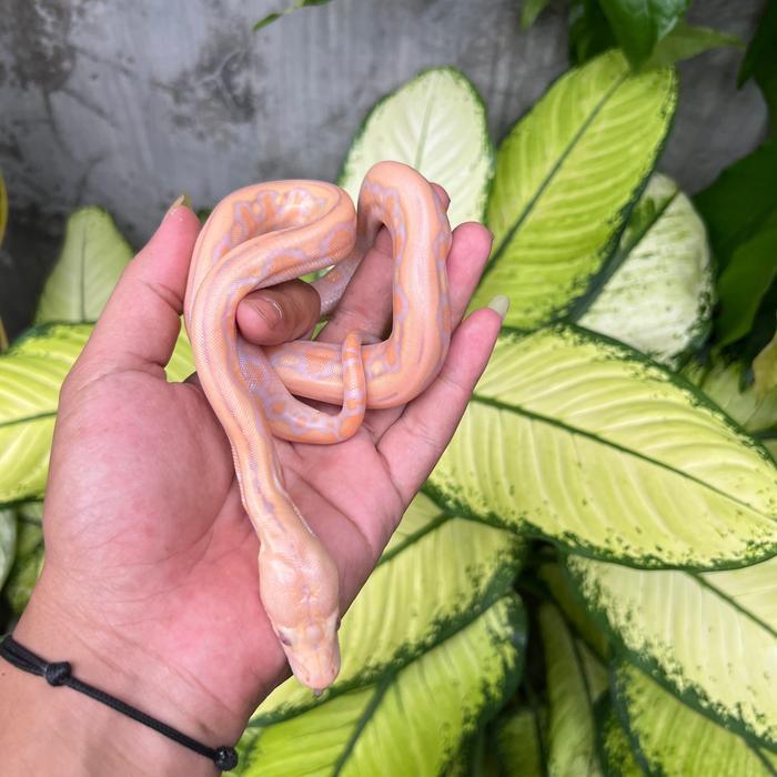 READY  GE Retic Albino Tiger lavender
