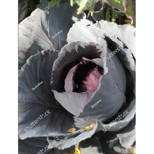 MDN Benih KUBIS UNGU