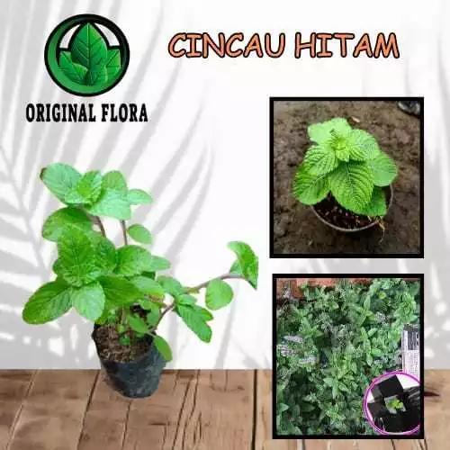 Bibit Cincau Hitam Daun Cincau Hitam Pohon Cincau Hitam homesweet_colection