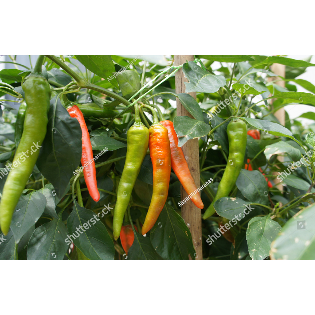 Biji Benih Bibit BENIH BIJI Bibit Cabe Rawit VIRAL