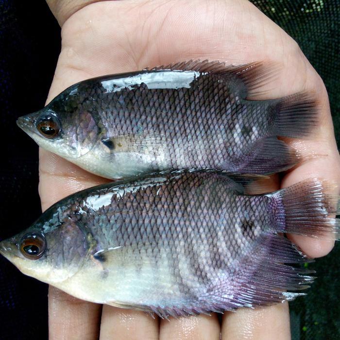 Bibit ikan gurame soang, nyuper