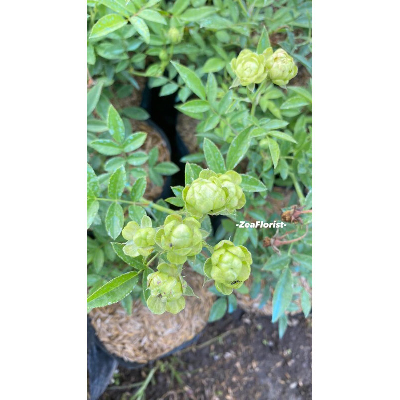 Bibit Tanaman Mawar Eclair / Eclair Green Rose / Eclair Hijau