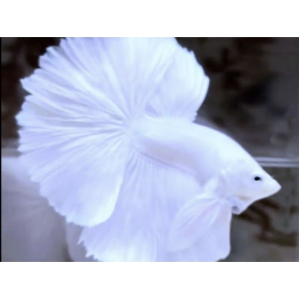 BISA Cod + Cupang + Halfmoon + WHITE PLATINUM berkualitas