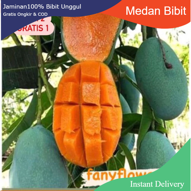 Mangga Harum Manis / BELI 2 GRATIS 1| jaminan cepat berbuah | Bibit Okulasi / sambung pucuk