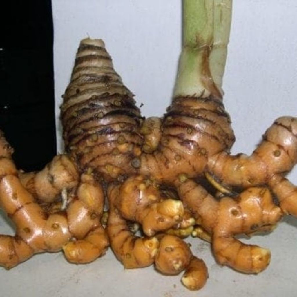 Temulawak Segar 1 Kg Umbi Temulawak Obat Lambung / Rimpang Temulawak / Temulawak
