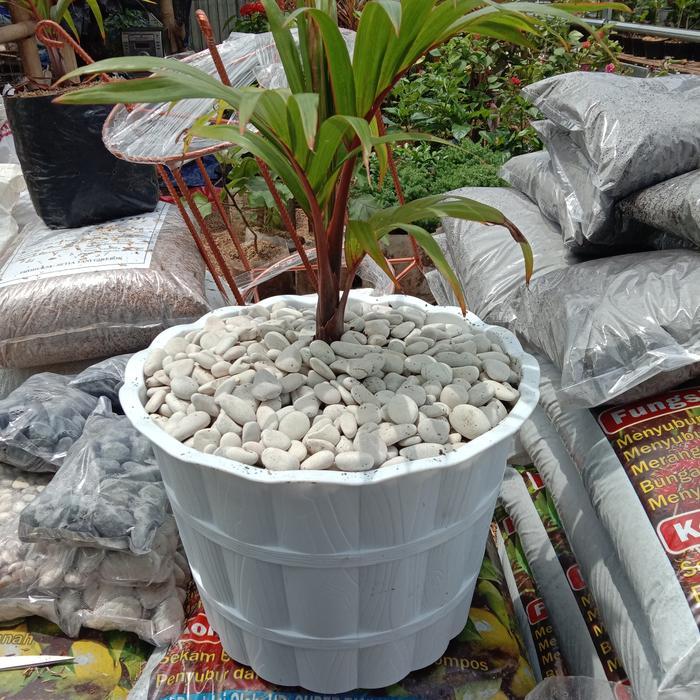 tanaman palem botol merah inc pot