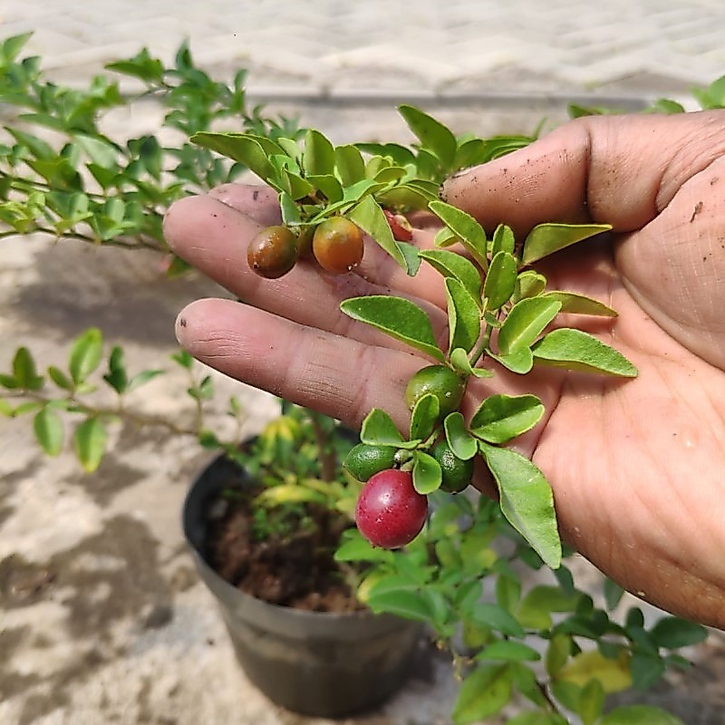 Tanaman Buah Jeruk Kingkit