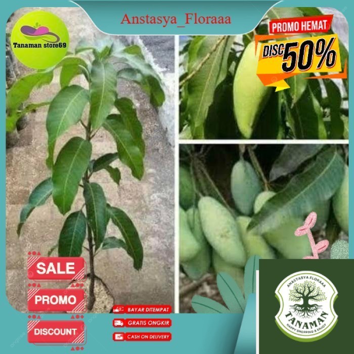 AN20 BIBIT MANGGA OKYONG/BUAH MANGGA POHON MANGGA OKYONG