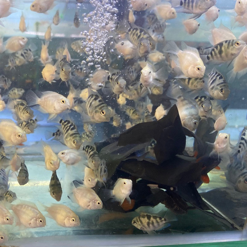 IKAN ( 1 PASANG)BLUE POLAR / BLUE POLAR PLATINUM