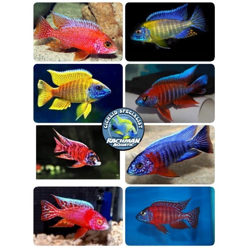 HALHIMAH Cichlid African Mix 10 ekor Gratis 1 (Aulonocara, Hap, Mbuna Request Jenis)