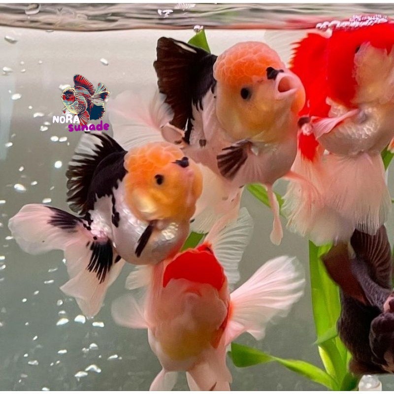maskoki panda 6-8 cm prekor kualitas terbaik/ baby mas koki oranda panda / fancy / 3 collours baby