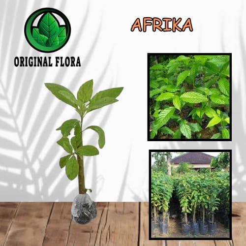 Bibit Daun Afrika Pohon Afrika Bibit Afrika homesweet_colection