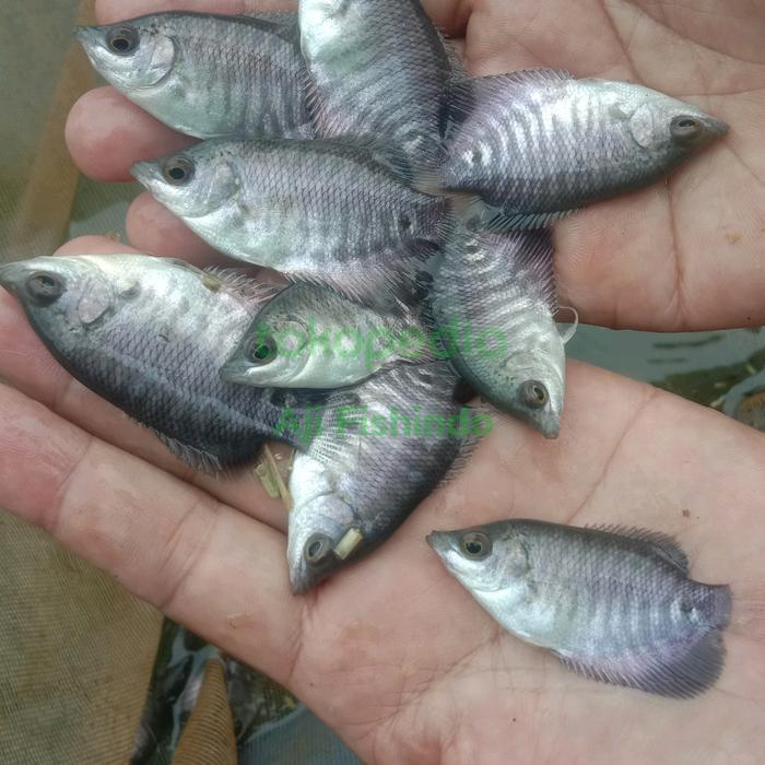 Paket 20 ekor Gurame Soang Size Jempol