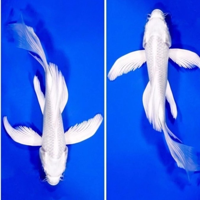 Ikan Koi Platinum Slayer 20-23 cm Cakep Bgt Penghias Kolam Kesayangan gen jumbo