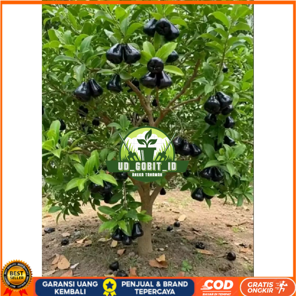 Bibit jambu air black guava//bibit jambu air hitam siap berbuah UD_GOBIT_ID