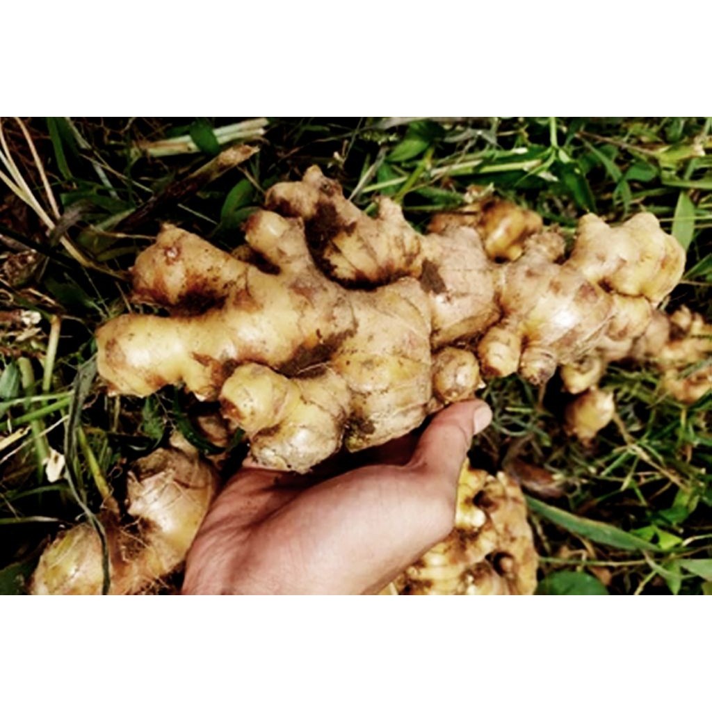 Hemat Jahe Gajah Jahe Badak Jahe Besar 1kg