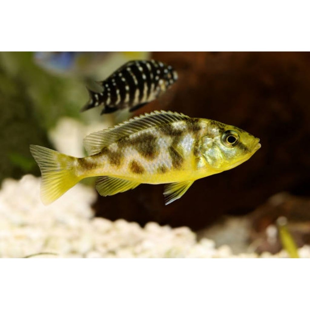Hiasan Ikan Aquascape Cichlid Venustus ( PAKET ISI 10 )