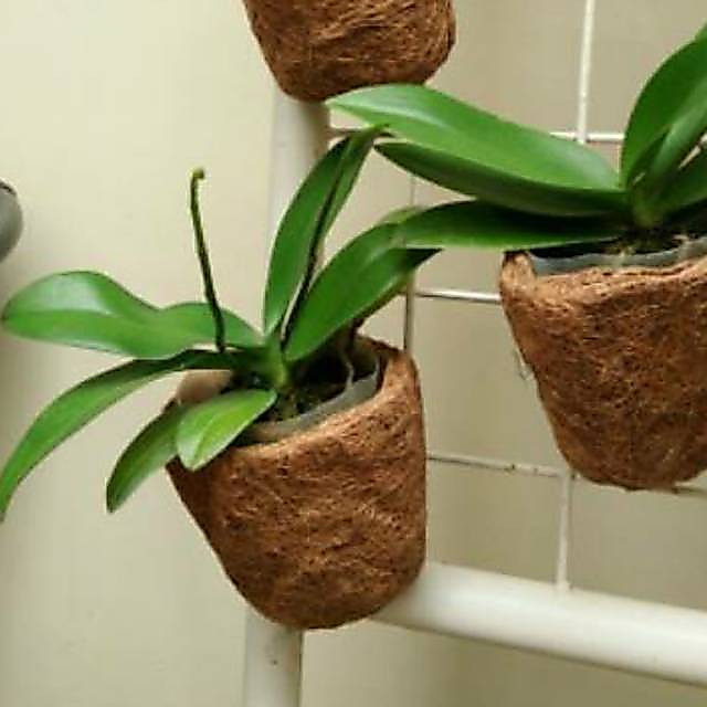 pot sabut kelapa/pot bunga sabut kelapa