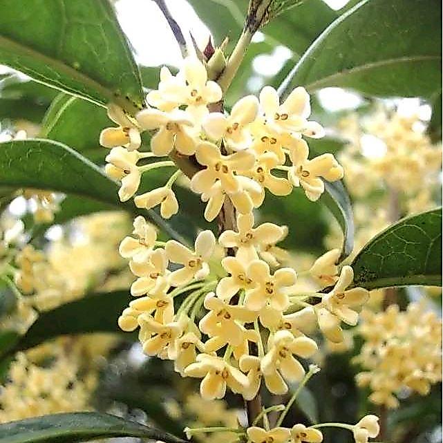 Bibit Tanaman Hias Bunga Sweet Osmanthus Tea