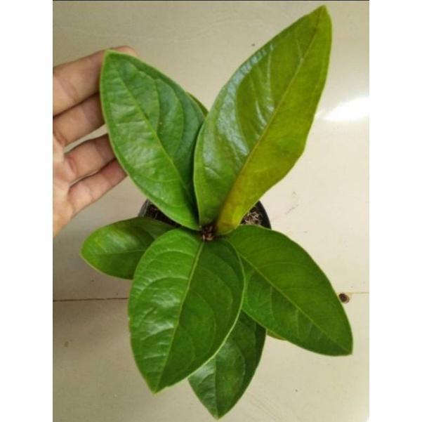 ( BISA COD ) PROMO Tanaman Hias Anthurium Jenmani Jaguar / Bunga Hias Indoor Antorium Jemani Jaguar 