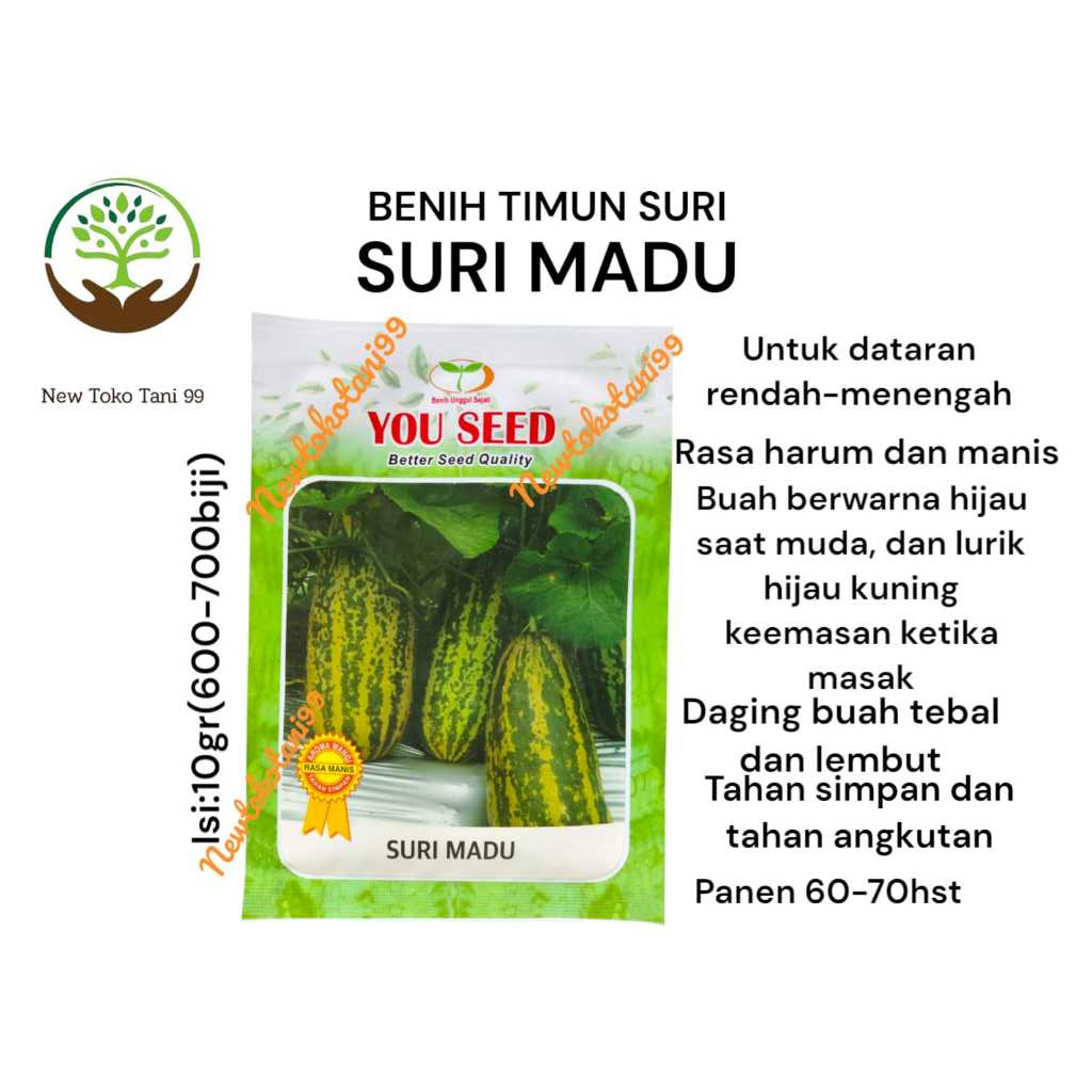 Benih timun SURI MADU 10 gram benih timun suri belang manis madu dari you seed timun suri hijau luri