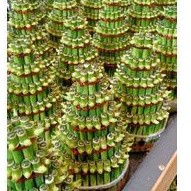 (READY STOK) Bambu hoki/ lucky bamboo/ Sri rejeki/ bambu cina/ bambu air (TERLARIS)
