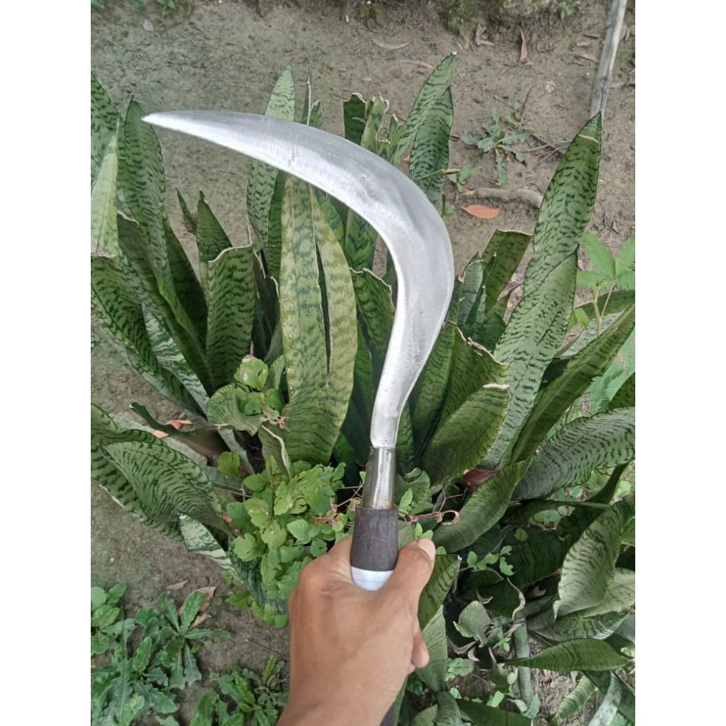 COD Arit Potong Ranting Baja Super Tajam Original Asli