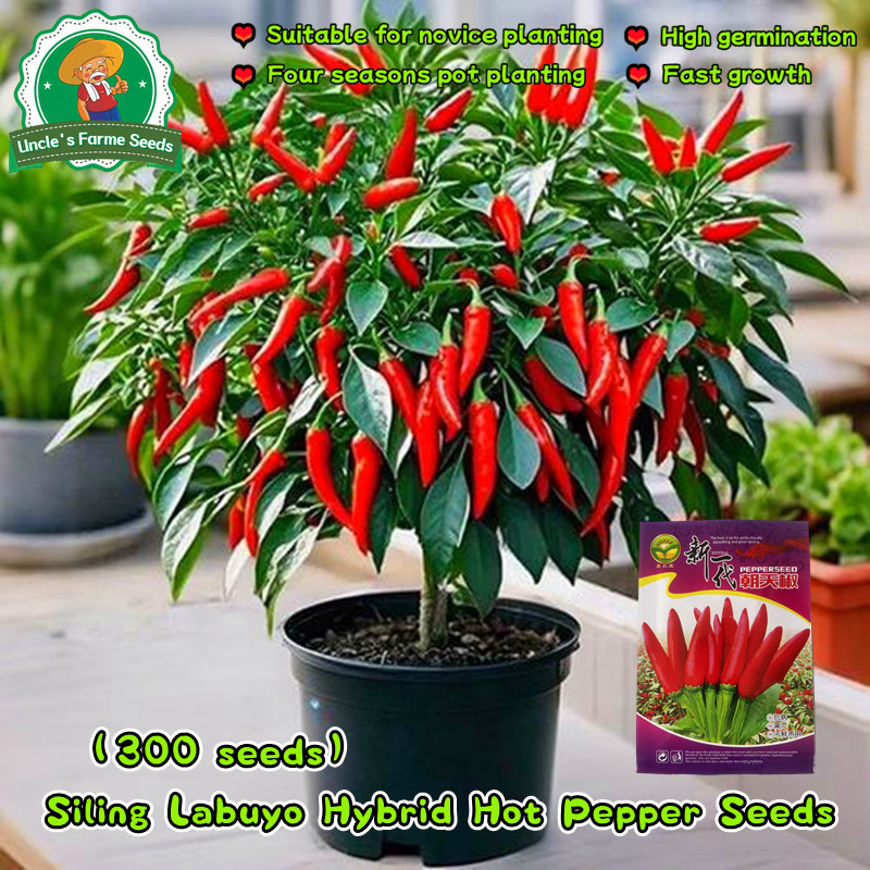300pcs/pack Fresh Organic Red Hot Chili Pepper Seeds for Planting Vegetables High Yield Siling Labuy