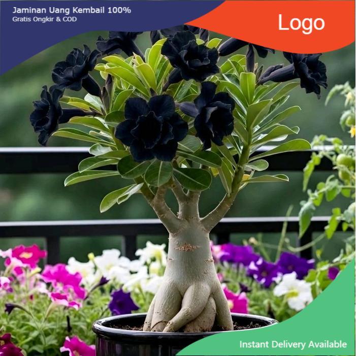 BIBIT ADENIUM Tanaman Hias ADENIUM KAMBOJA JEPANG BUNGA TUMPUK WARNA HITAM Dengan knop Ungu B4.F.S
