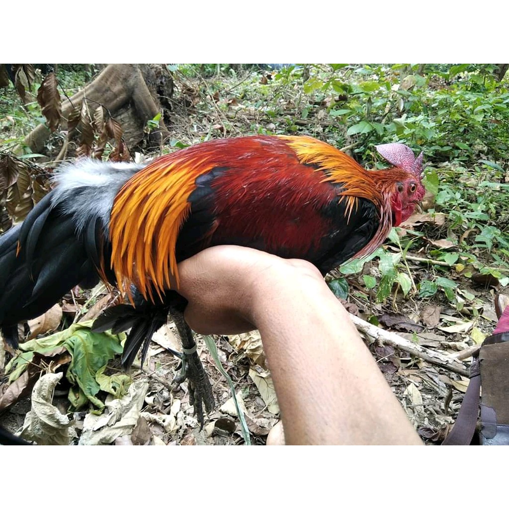 20 LOBANG JERAT AYAM HUTAN JARING AYAM HUTAN RACIK PERANGKAP AYAM HUTAN 10 TIANG MODEL KUPU2