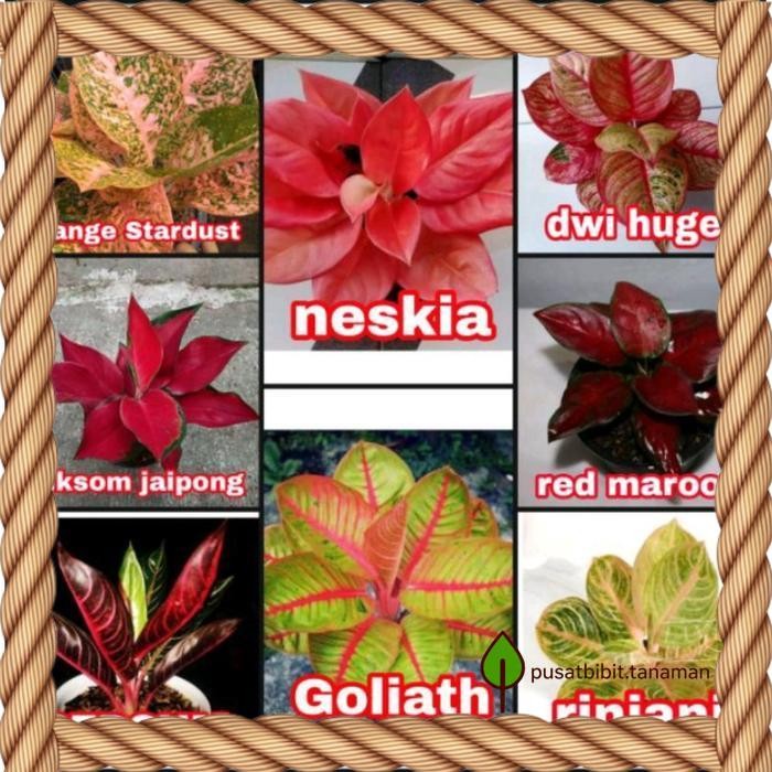 8 bibit bonggol macam2 aglonema orian