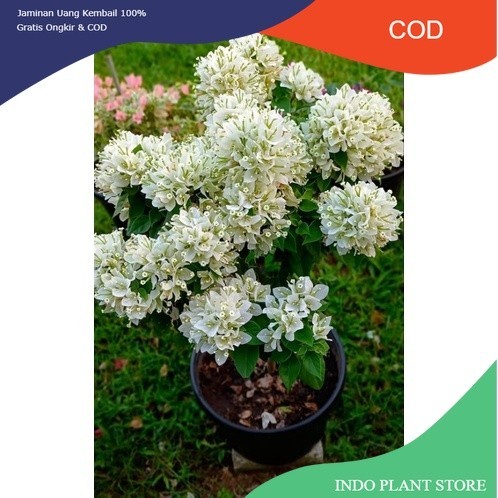 Tanaman hias bunga bougenville singapur Putih bibit ori / bogenvil sj putih  / bugenvil sj putih / s