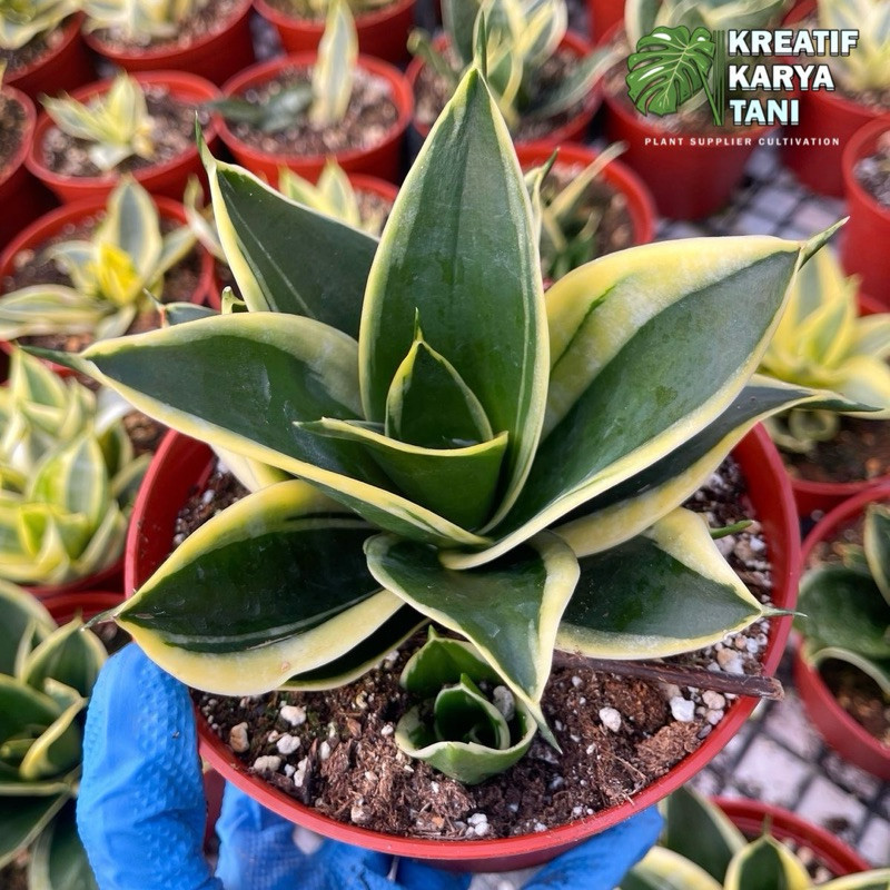 Tanaman hias sansivera pagoda - Sansivera mini pagoda