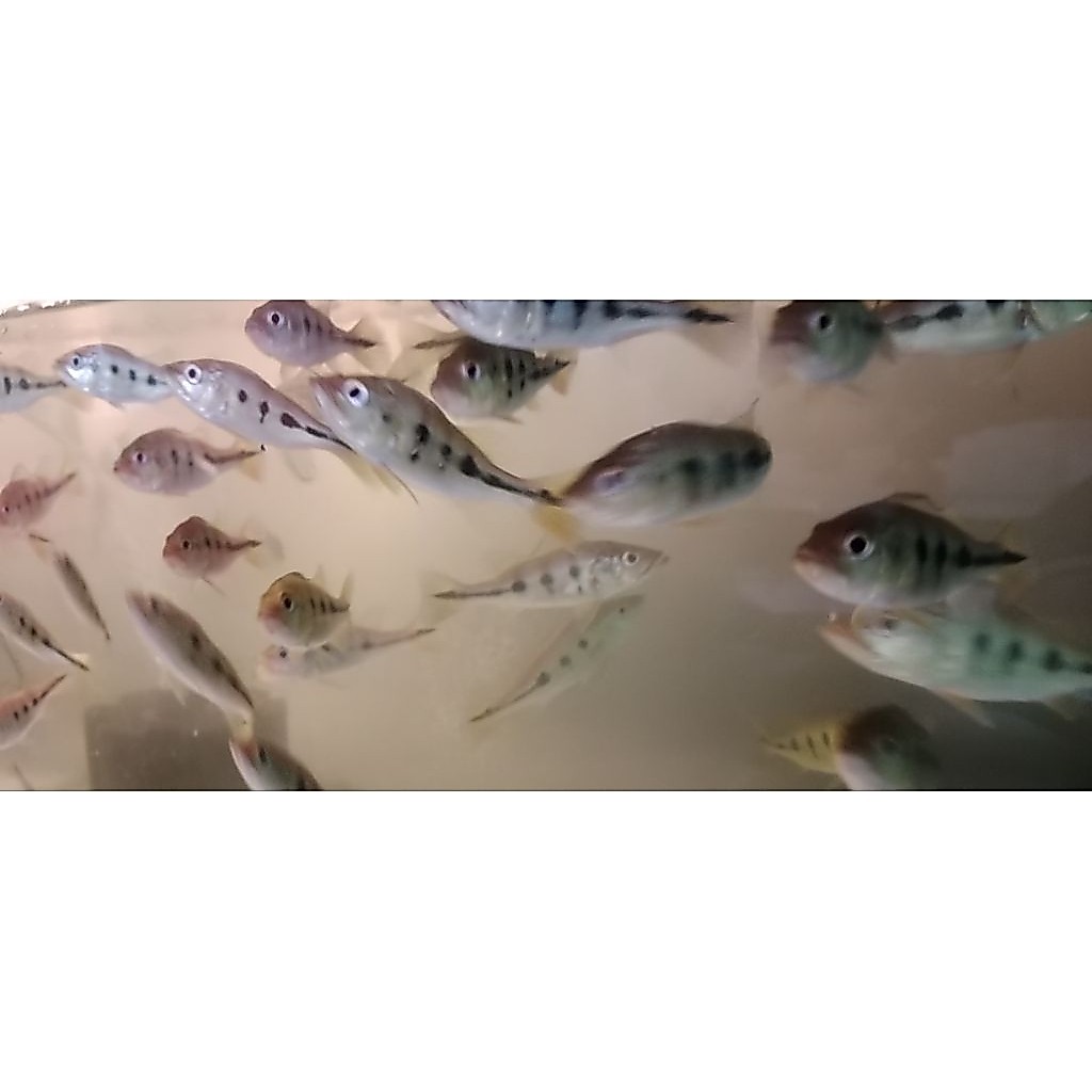 ikan peacok bass mono 5-6 cm pbass