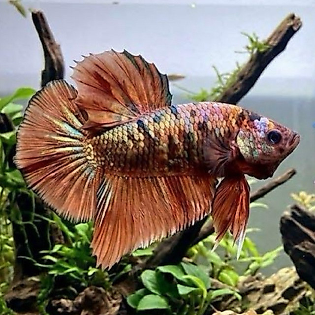 Ikan cupang giant nemo galaxy big size (1 Pair) Grade indukan size 4bulan siap breed | Finvora quali