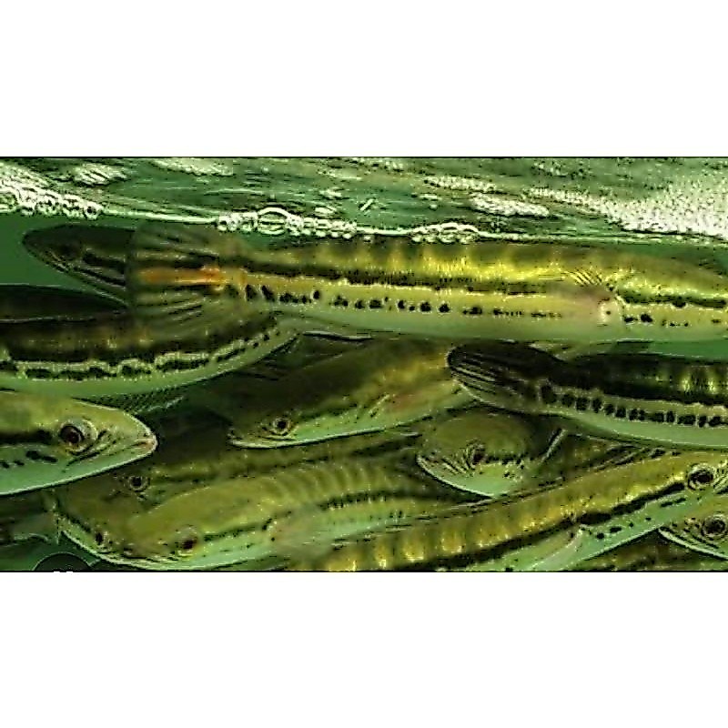 Hiasan Aquarium Toman Ikan Hias Sehat 13-15cm ID
