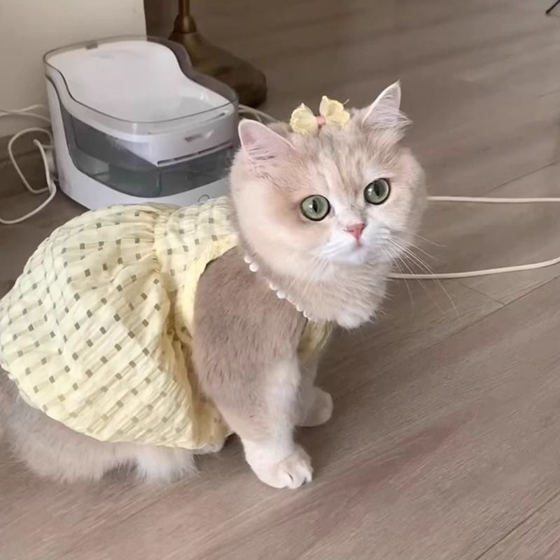 O Corner GAUN TALI BAHU KUCING LUCU GAYA INS ANTI RONTOK BULU COCOK GOLDEN SHADED RAGDOLL BRITISH SH