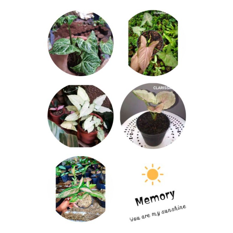 (READY STOK) PAKET 5 JENIS UNTUK PECINTA SYNGONIUM - BATIK - PINK ORIGINAL - SUSU - MANGGO - KELINCI
