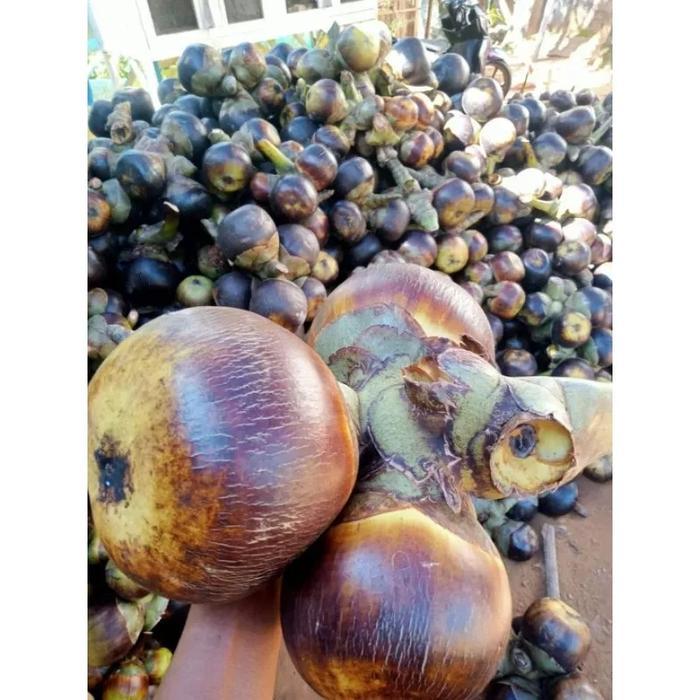 Buah lontar atau Siwalan buah segar