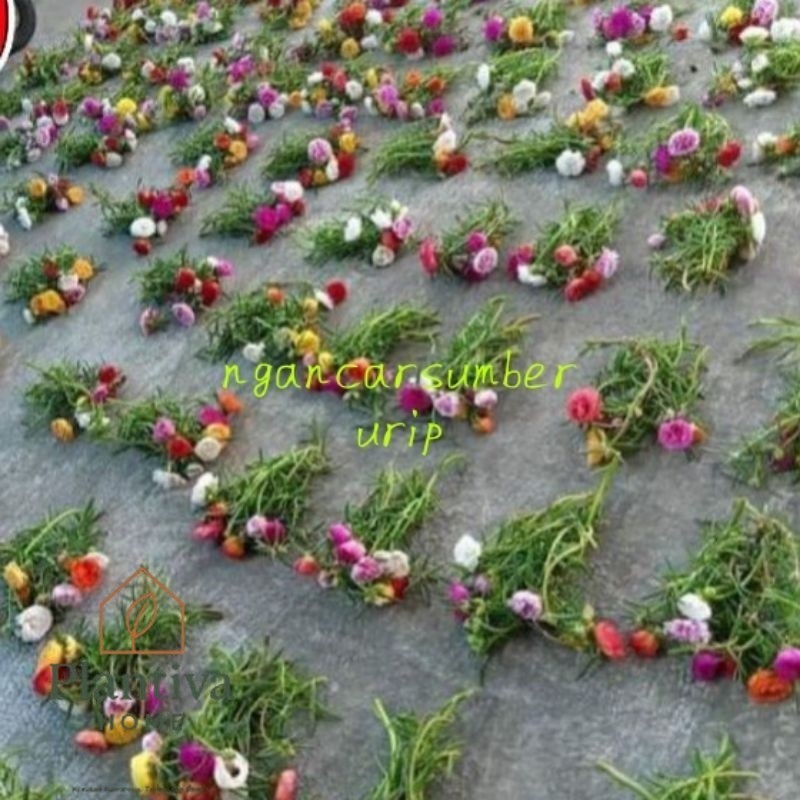 SALE PAKET KROKOT TUMPUK  stek batang Krokot murah mix warna lokal dan import