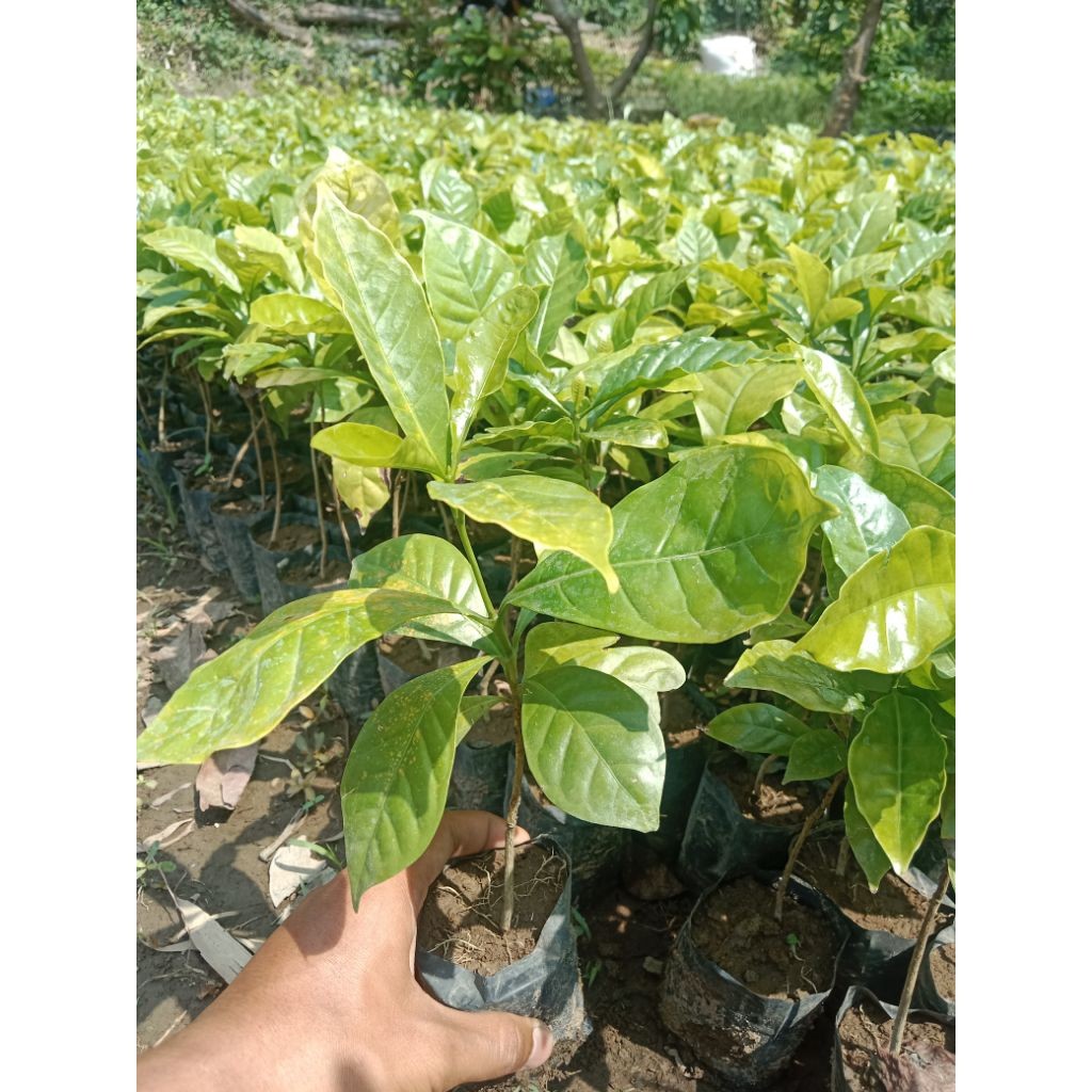 BIBIT KOPI ARABIKA ASLI SUDAH BERAKAR - BELI 5 GRATIS 1