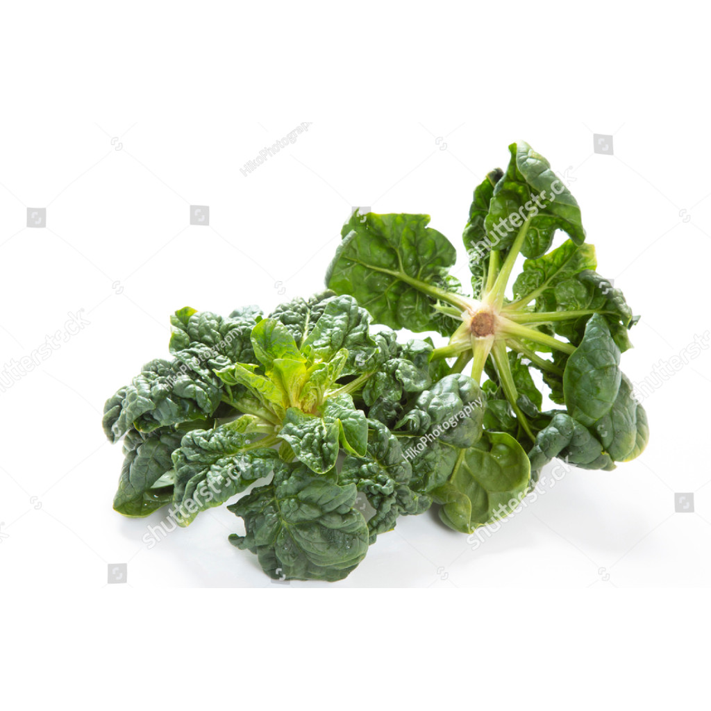 BA BENIH BAYAM JEPANG