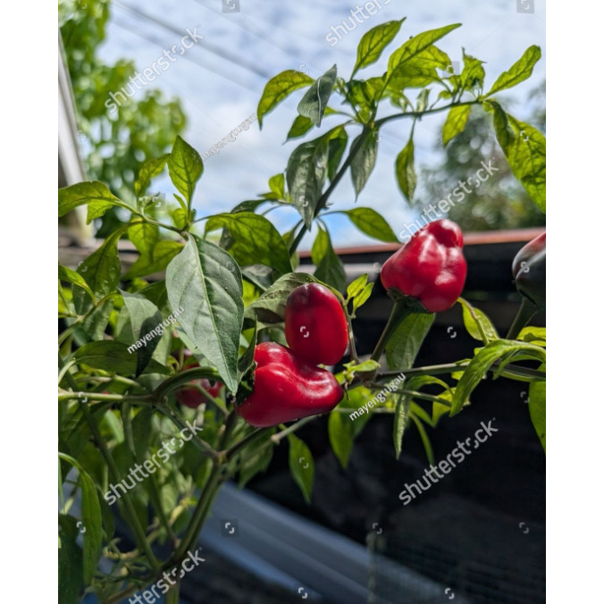 BA Benih CABE CAROLINA REAPER