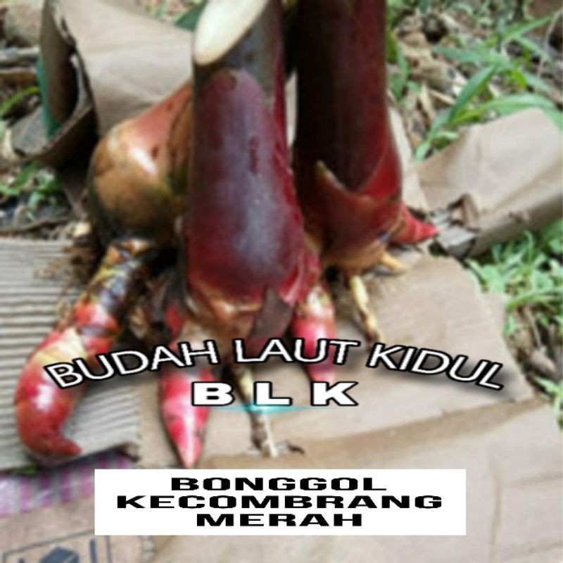 Bibit kecombrang merah | Bibit kecombrang merah | perbongol - NN.id