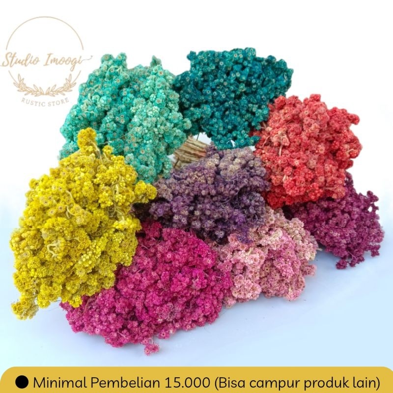 BUNGA EDELWEISS BUDIDAYA / EDELWEISS WARNA / BUNGA ABADI / BUNGA KERING /DRIED FLOWERS