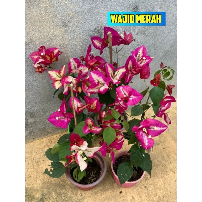(PROMO) Bougenville Red Wajid Bunga Putih Gradasi Merah
