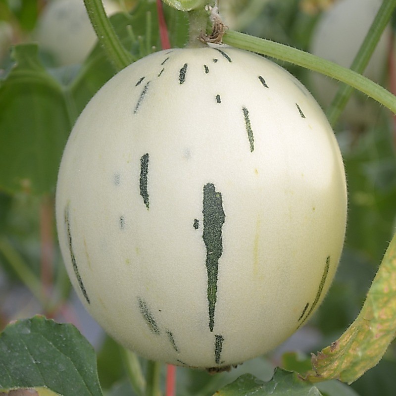 Kedaibenih - Benih Bibit Buah Melon Dalmatian ~ 5 Biji
