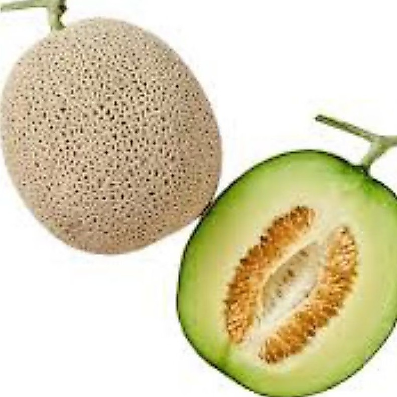 BENIH/BIJI MELON MUSK KOREA (7 BUTIR)