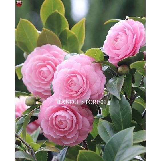 [Bonus Pupuk] Camelia pink  (Camelia japonica) - tanaman Camelia pink - bunga Camelia pink MURAH