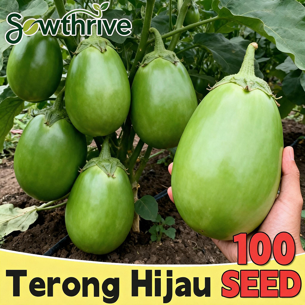 100 Biji Benih Terong Pondoh Hijau Jumbo Lonjong Green Eggplant Seeds Bibit Sayuran Tanaman Dalam Po